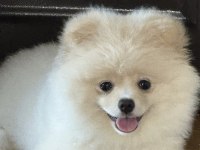 Köpeğimiz için daha önceden bakanlar lütfen iletişime geçsin
