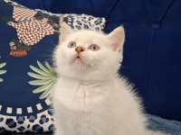 Beyaz British Shorthair