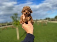 Toy Poodle Daha Uygunu Yok