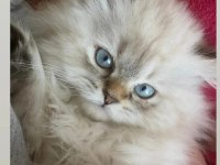 4.5 aylık yavrumuzu sahiplendiriyoruz british longhair