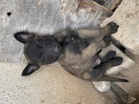 Hırs küpü malinois