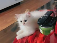 Pamuk Prenses British Longhair