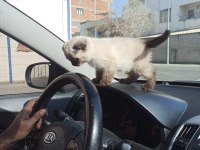Yavru üç aylık scottish fold