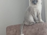 KEDİMİZE ACİL YUVA ARANIYOR