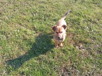 Rus pinscher kırması