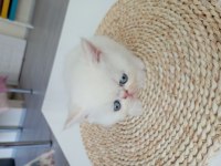 Exotic yavrularım yeni yuvalarını arıyor