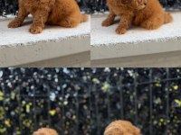 KORE TEACUP POODLE YAVRULARIMIZ YENİ YUVASINA HAZIR
