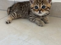 SAFKAN DUMAN BRİTİSH ERKEK