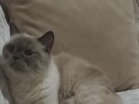 Çok Uygun Puanlı 3 Yaşında Dişi British Shorthair Kedim