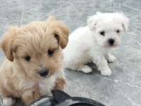 MALTİPOO BEBEKLER