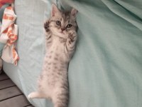 Güzellik abidesi british shorthair kedimiz