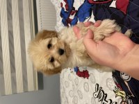 2,5 aylık yavru maltipoo