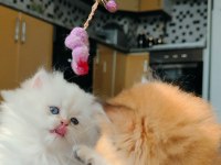 Full şecereli british longhair prensese yuva arıyorum