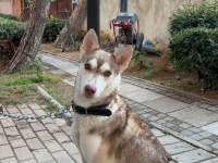 ACİL ÜCRETSİZ SAHİPLENDİRME HUSKY