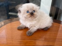 British Longhair Kediler