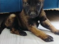Belçika kurdu yavrularımız