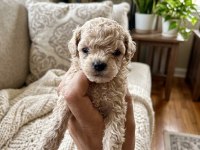 Toy poodle dişi erkek yavrular