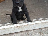 Cane corso yavrular