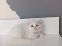 Beyaz saf kan british shorthair kedimiz