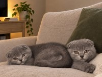 Scottish Fold Yavrular
