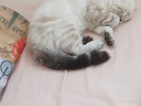 Scottish fold sıfır kulak arayan pişman olmaz uygun
