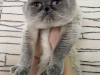 Scottish Fold Kedisi
