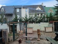 Sosyal ve koruyucu orta ırk bahçe ve çiftlik köpekleri