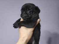 Siyah pug bebekler