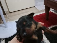 Doberman yavrularımız sahiplendirilecektir