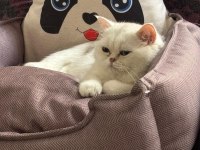 British shorthair erkek 1 yaşında