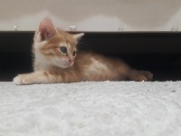 Oyuncu sarman kedim