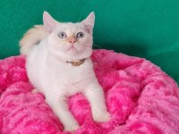 Redpoint British Shorthair Yeni Yuvasını Bekliyor