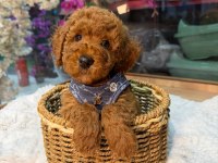 Toy Poodle Yavru 3 Ay Minik ve A Kalite