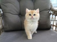 Altın sarısı ny12 british shorthair