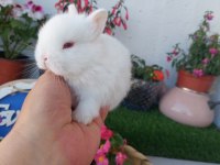 Cüce tavşan yavrusu