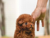 KOREDEN GELEN POODLE BEBEĞİMİZ ISTANBULDAYİZ