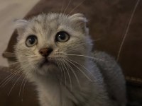 Gri ve silver scottish fold bebekler