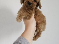 Toy poodle yavrularımız