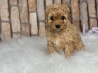 A kalite toy poodle yavrular