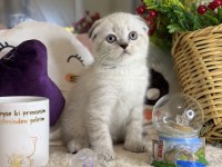 Safkan Scottish Fold Bebekler