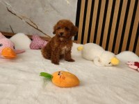 Maltipoo Minik Yavrularımız