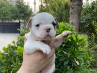 Rezeryeve Açık Dişi Erkek French Bulldog Köpekler