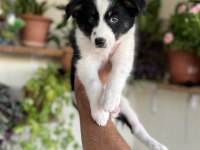 Border Collie yavrular