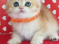 Ankarada ziyarete açık ny12 golden british shorthair