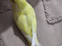 Çift muhabbet kuşu erkek konuşuyor
