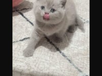 Lilac british shorthair bebekler