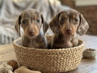 MİNİ BOY CHOCO MERLE DACHSHUND YAVRULARIMIZ GARANTİLİ