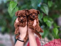 toy poodle köpeğimiz antalya