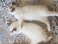 Safkan Ragdoll Yavrularımız Yeni Yuvalarını Arıyor