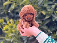Toy poodle yavru bebeklerimiz